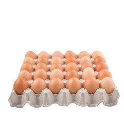 Fresh table Eggs Pack of 15